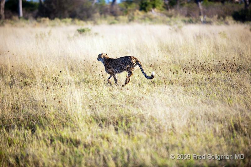 20090618_075515 D3 X1.jpg - Cheetah at Selinda Spillway (Hunda Island) Botswana